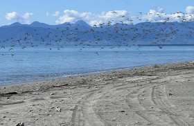 godwits avian flu project landscape